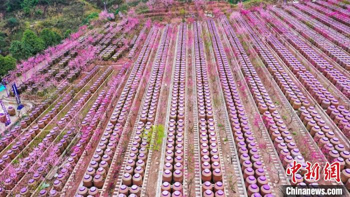 灼灼桃花惹人醉。　劉媛 攝