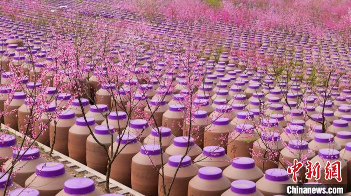 桃花和酒壇相映成趣?！∫足?攝