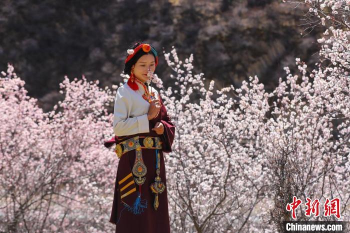 白玉縣河坡鎮(zhèn)桃花林間身穿民族服飾的藏族女孩?！“子袢诿?攝