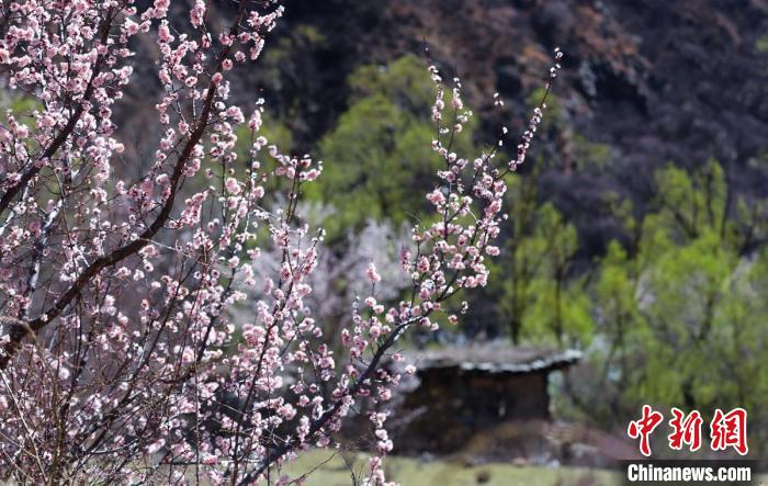 白玉縣河谷間盛開的桃花?！“子袢诿?攝