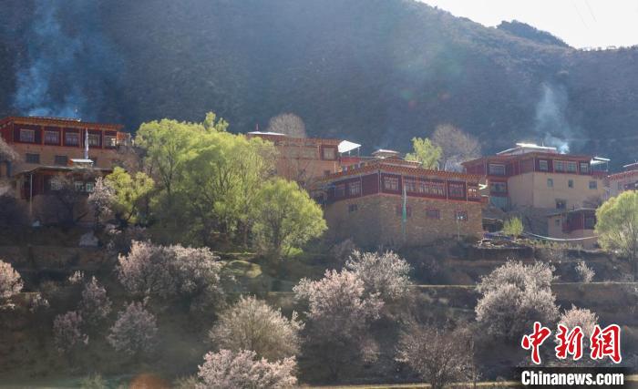 暖陽下白玉縣河坡鎮(zhèn)正在盛開的桃花與藏式民居?！“子袢诿?攝
