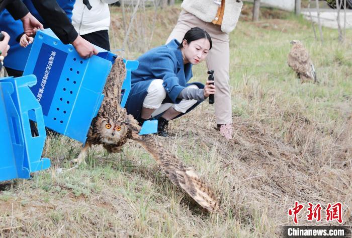 圖為西寧野生動物園救護(hù)的雕鸮在西寧市放歸大自然?！●R銘言 攝