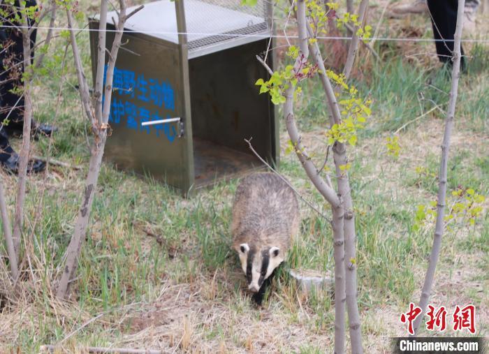 圖為西寧野生動物園救護(hù)的狗獾在西寧市放歸大自然。　馬銘言 攝