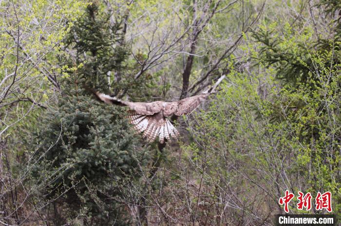 圖為西寧野生動物園救護(hù)的大鵟在西寧市放歸大自然?！●R銘言 攝