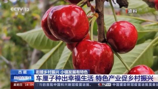 種蘑菇、養(yǎng)駱駝...。。特色產(chǎn)業(yè)助力鄉(xiāng)村振興走新路