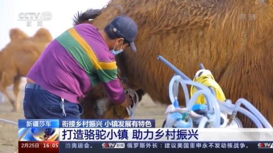 種蘑菇、養(yǎng)駱駝...。。特色產(chǎn)業(yè)助力鄉(xiāng)村振興走新路