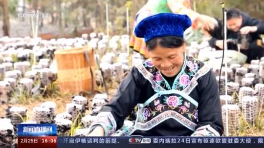 種蘑菇、養(yǎng)駱駝...。。特色產(chǎn)業(yè)助力鄉(xiāng)村振興走新路
