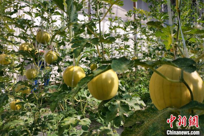 圖為康馬縣大棚內的金太陽西瓜?！⒔ㄜ?攝