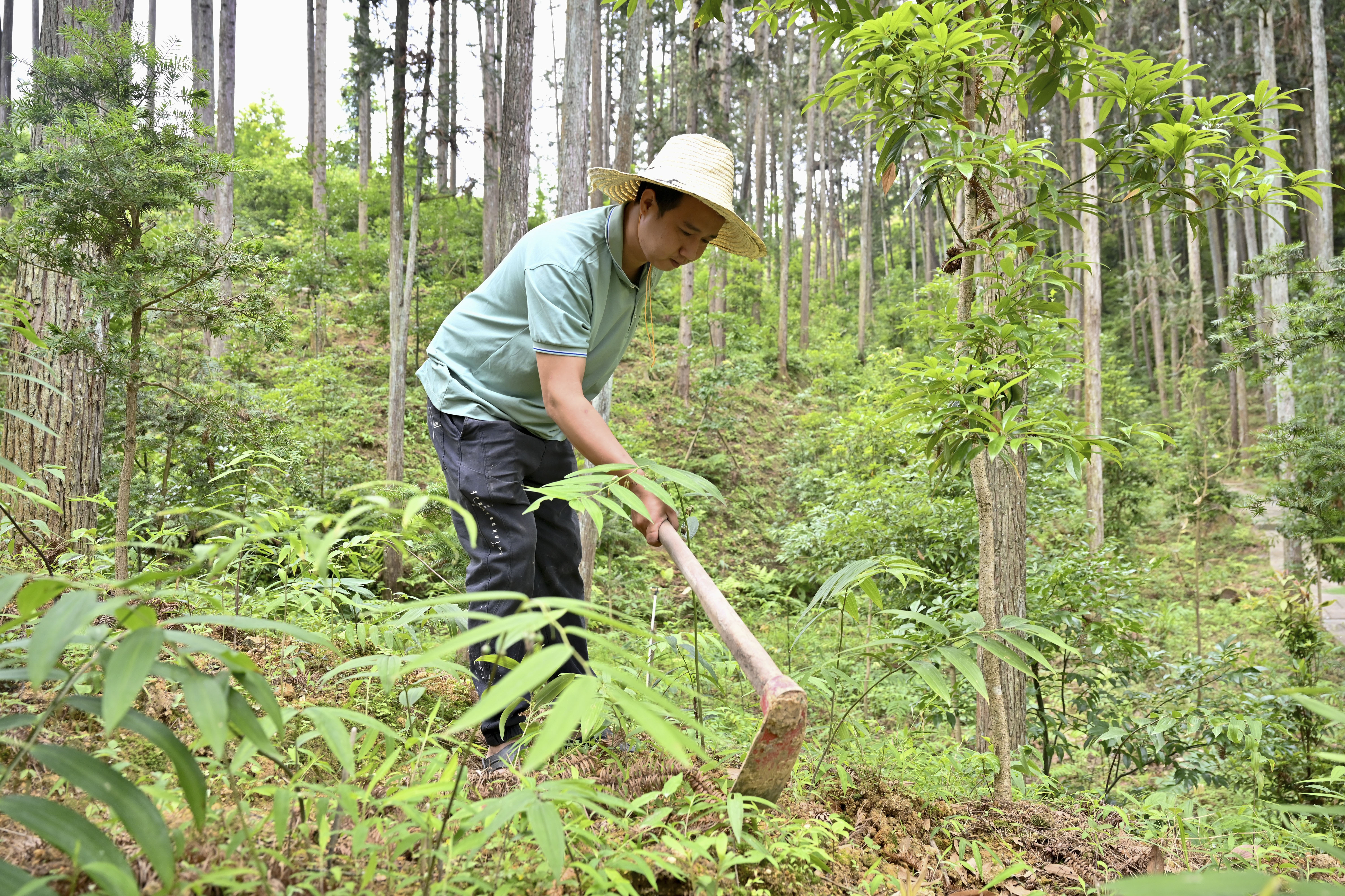 2024年5月9日，福建省三明市馬巖林下經濟種植示范基地工人在管理林下種植的多花黃精。