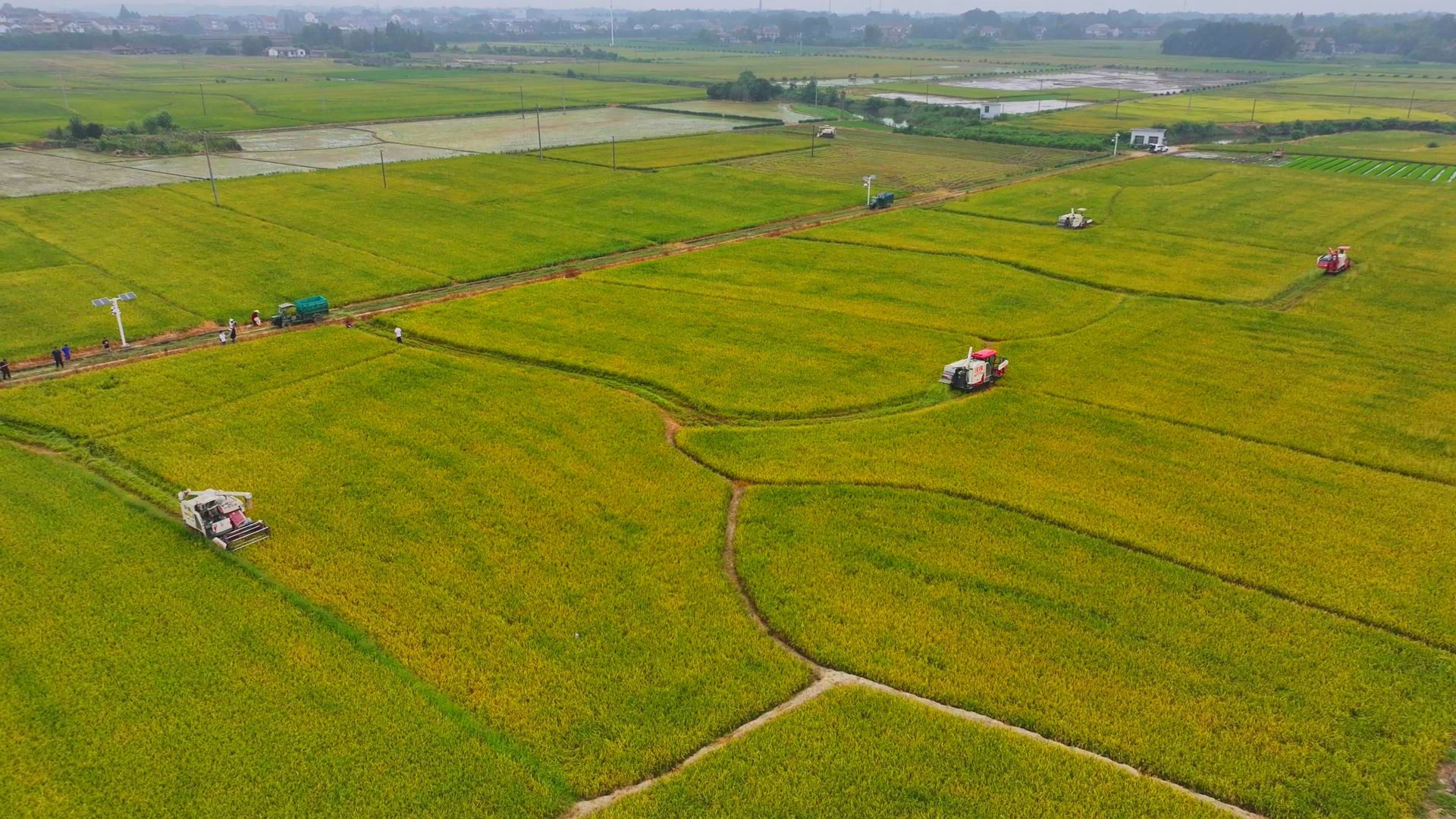 數(shù)臺收割機(jī)同時(shí)作業(yè)。常德市鼎城區(qū)融媒體中心供圖
