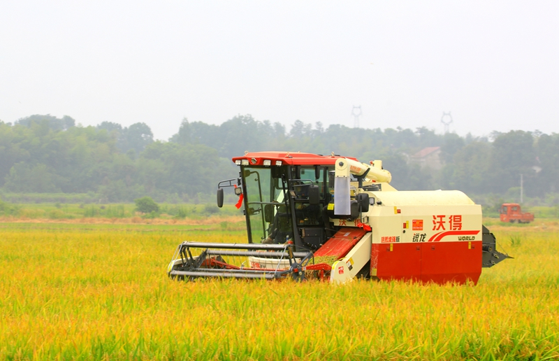 早稻收割忙，農(nóng)機(jī)來助力。常德市鼎城區(qū)融媒體中心供圖