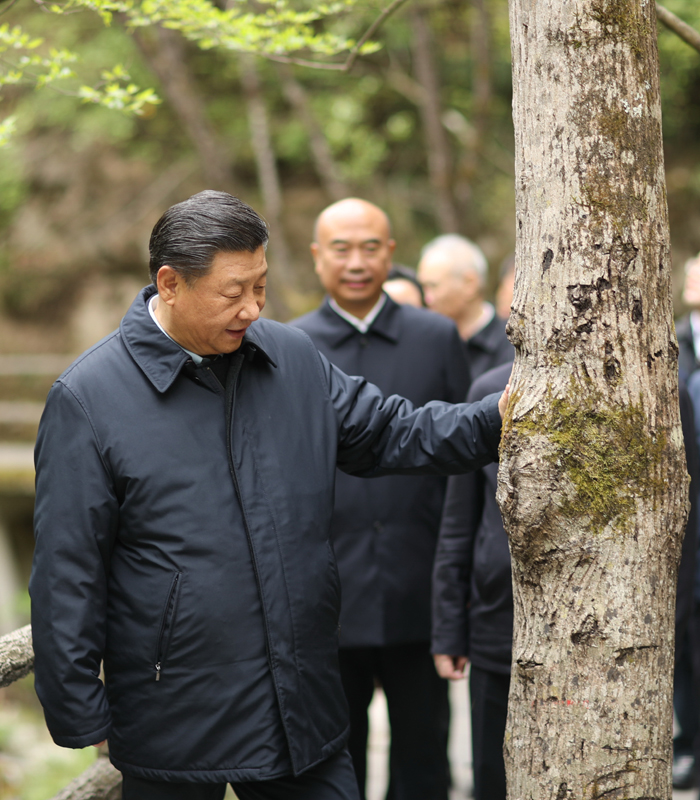 　2020年4月，習(xí)近平總書記來到位于商洛市柞水縣的秦嶺牛背梁國家級自然保護(hù)區(qū)，考察秦嶺生態(tài)保護(hù)情況。新華社記者 鞠鵬 攝