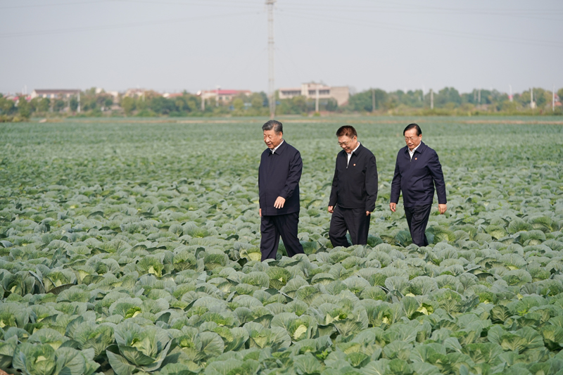 2024年11月5日，習(xí)近平總書記在湖北嘉魚潘家灣鎮(zhèn)十里蔬菜長(zhǎng)廊考察。