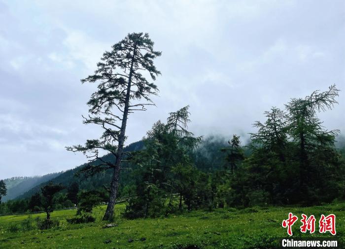 6月10日，魯朗小鎮(zhèn)高山牧場景區(qū)風光?！∪轿木?攝