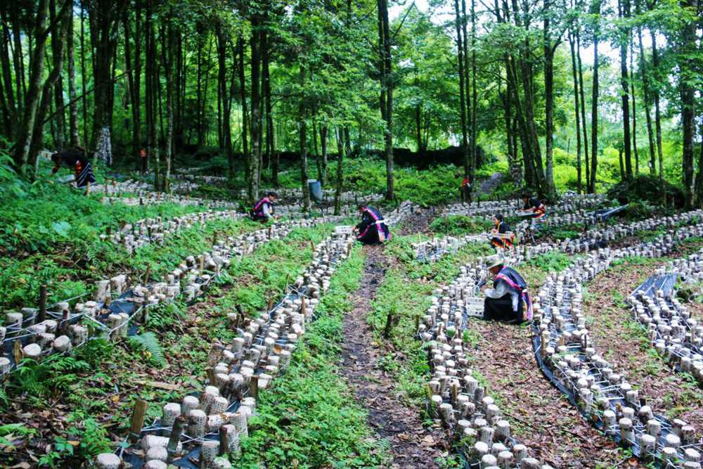 木耳種植基地。次仁央宗攝