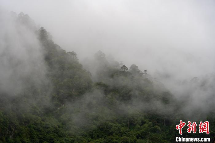 雨后勒布溝的云霧?！〗w波 攝