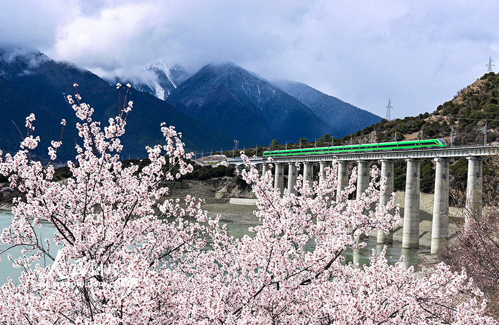 西藏林芝：雪域高原列車穿越花?！?】