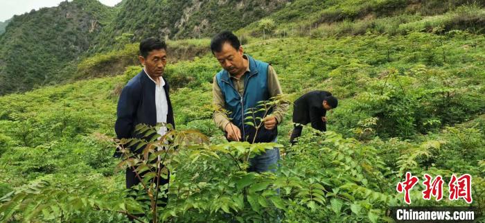 圖為張金利調(diào)研適合阿拉村種植的農(nóng)作物，經(jīng)過不斷改良技術(shù)后，產(chǎn)量大大提高。(資料圖)甘肅省水利廳供圖