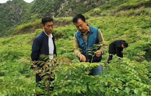 圖為張金利調(diào)研適合阿拉村種植的農(nóng)作物，經(jīng)過不斷改良技術(shù)后，產(chǎn)量大大提高。(資料圖)甘肅省水利廳供圖