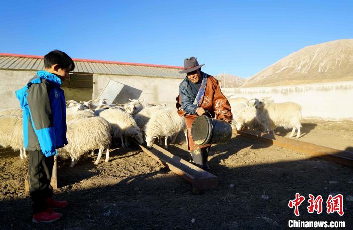 圖為哇保和孫子正在喂羊?！〔彭?xiàng)什姐 攝