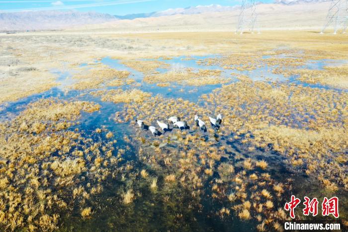 圖為一群黑頸鶴在濕地中央行走。　卡美燕 攝