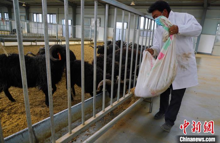 圖為飼養(yǎng)員給黑藏羊喂食?！●R銘言 攝