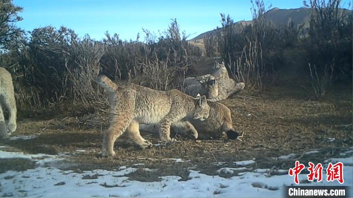 圖為紅外相機拍攝到的猞猁?！∑钸B山國家公園青海省管理局供圖