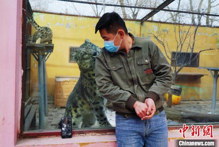 圖為雪豹“奶爸”史壽軍直播休息時與雪豹互動?！●R銘言 攝