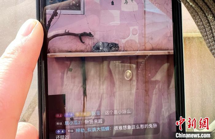 圖為雪豹“奶爸”史壽軍正在直播?！●R銘言 攝