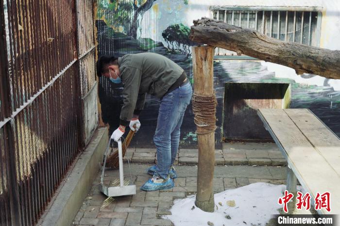 圖為雪豹“奶爸”史壽軍正在打掃豹館衛(wèi)生?！●R銘言 攝