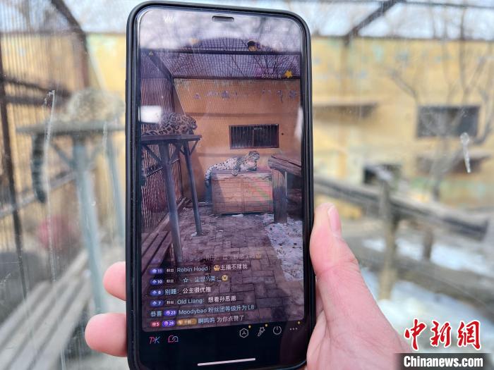 圖為雪豹“奶爸”史壽軍正在直播?！●R銘言 攝
