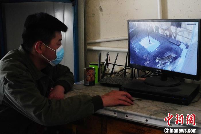 圖為雪豹“奶爸”史壽軍通過監(jiān)控察看雪豹情況?！●R銘言 攝