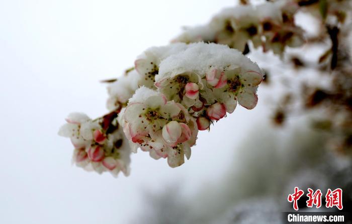 花兒被冰雪覆蓋。　李永安 　攝