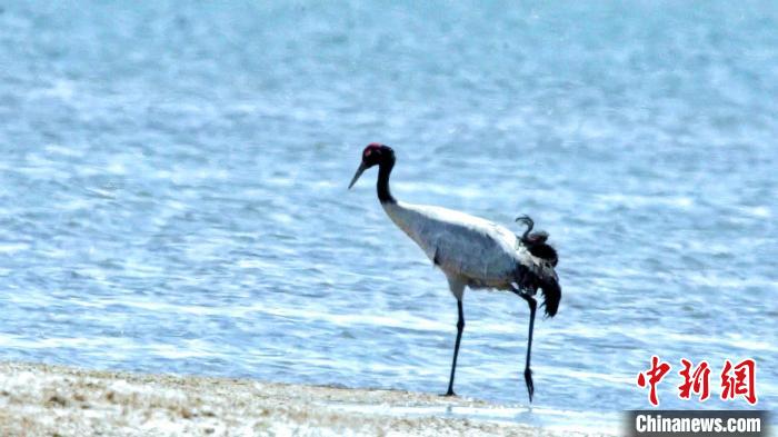 圖為黑頸鶴在青海湖畔散步?！《砣詹囟?攝