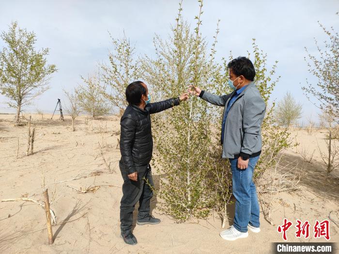柴達木盆地的護林員：守護，只為那一片綠