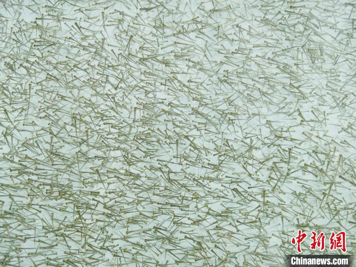 圖為密集培育的魚苗。　張?zhí)砀?攝
