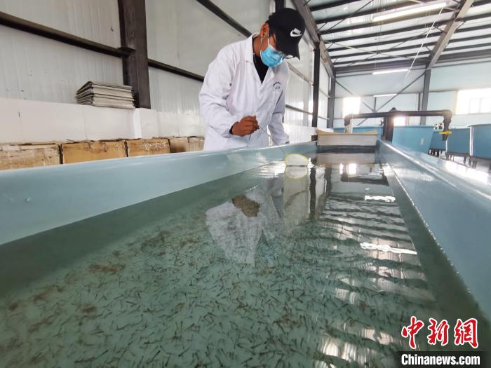 圖為工作人員檢查魚苗?！?zhí)砀?攝