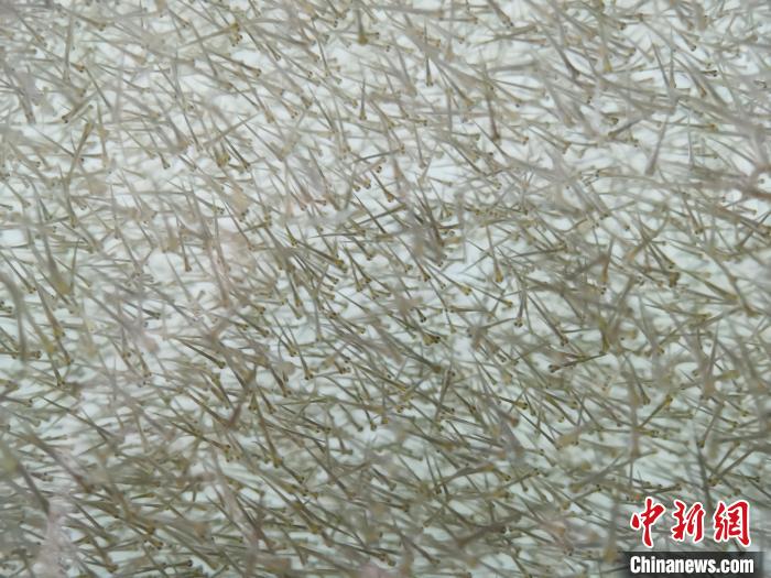 圖為密集分布的魚苗?！?zhí)砀?攝