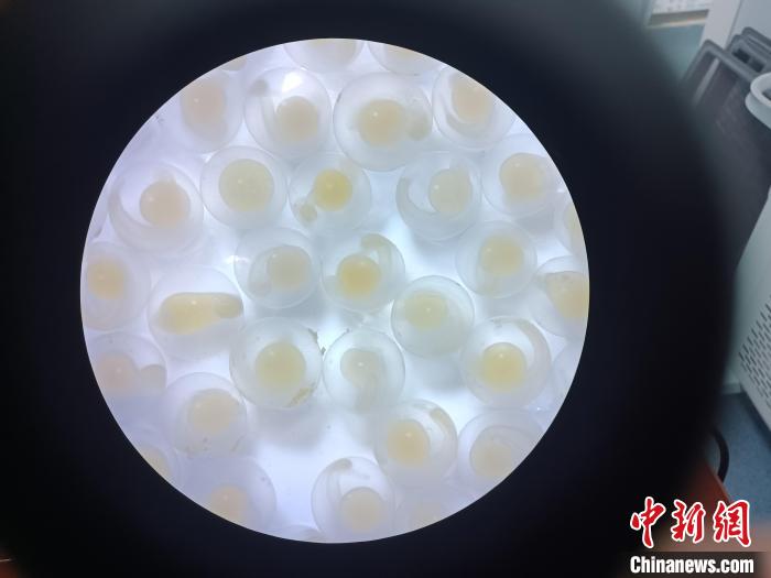 圖為顯微鏡下的魚卵?！∏嗪：沲幘茸o(hù)中心 供圖