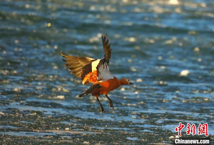 圖為赤麻鴨貼著水面飛行?！“兹斩〔冀?攝