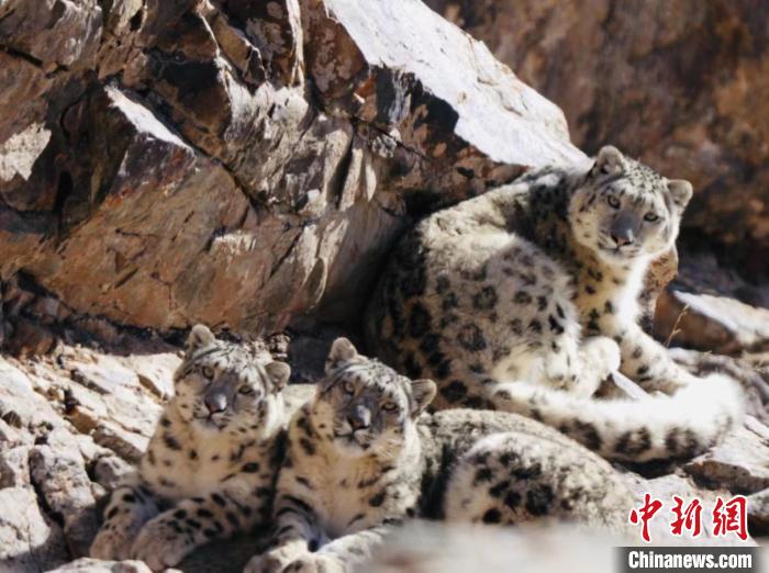 青海都蘭：雪豹、兔猻等多種珍稀野生動物亮相