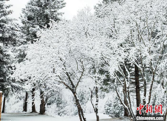 大熊貓國(guó)家公園王朗片區(qū)春雪如畫(huà)，宛若仙境?！×_春平 攝