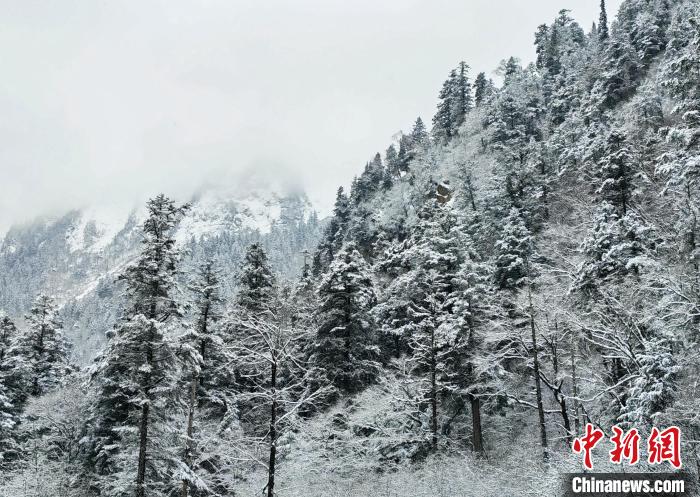 大熊貓國(guó)家公園王朗片區(qū)春雪如畫(huà)，宛若仙境。　羅春平 攝