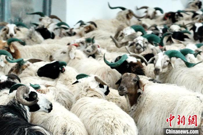 圖為被評為國家農(nóng)產(chǎn)品地理標(biāo)志保護(hù)產(chǎn)品的剛察藏羊進(jìn)場入圈?！〔讨绢?攝