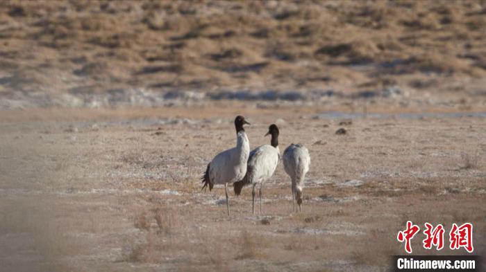 珍稀鳥類黑頸鶴、灰鶴現(xiàn)身青海格爾木