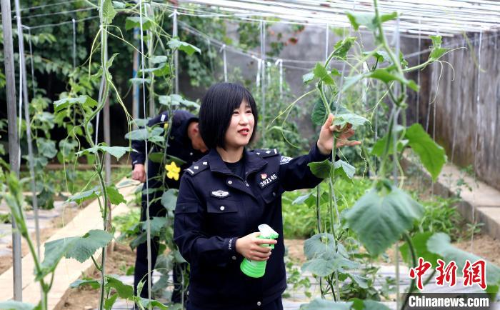 圖為李冬雪在溫室大棚里勞作。　西藏出入境邊防檢查總站供圖