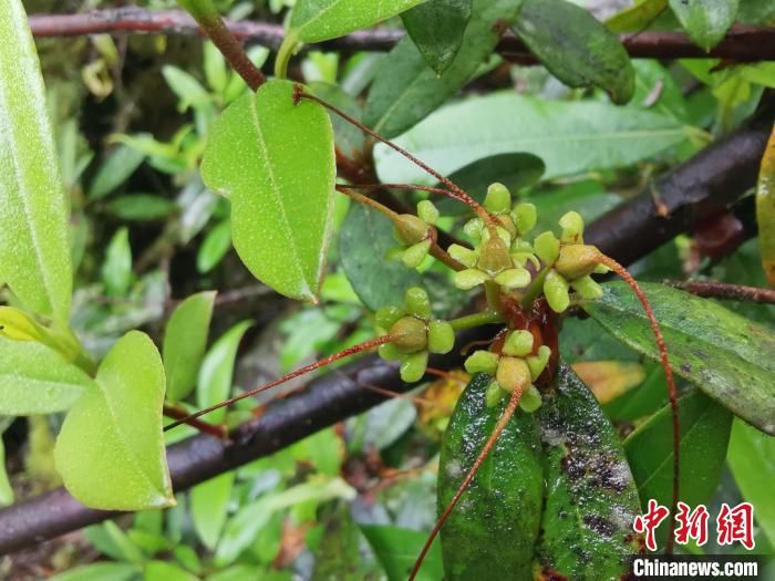 圖為折萼杜鵑果實(shí)圖。　中科院昆明植物研究所提供