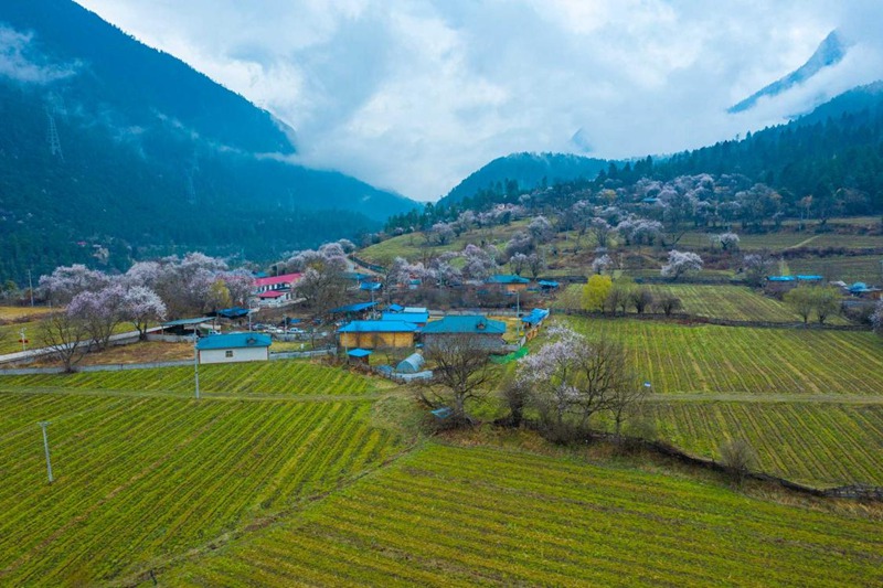 桃花村。 張靜攝