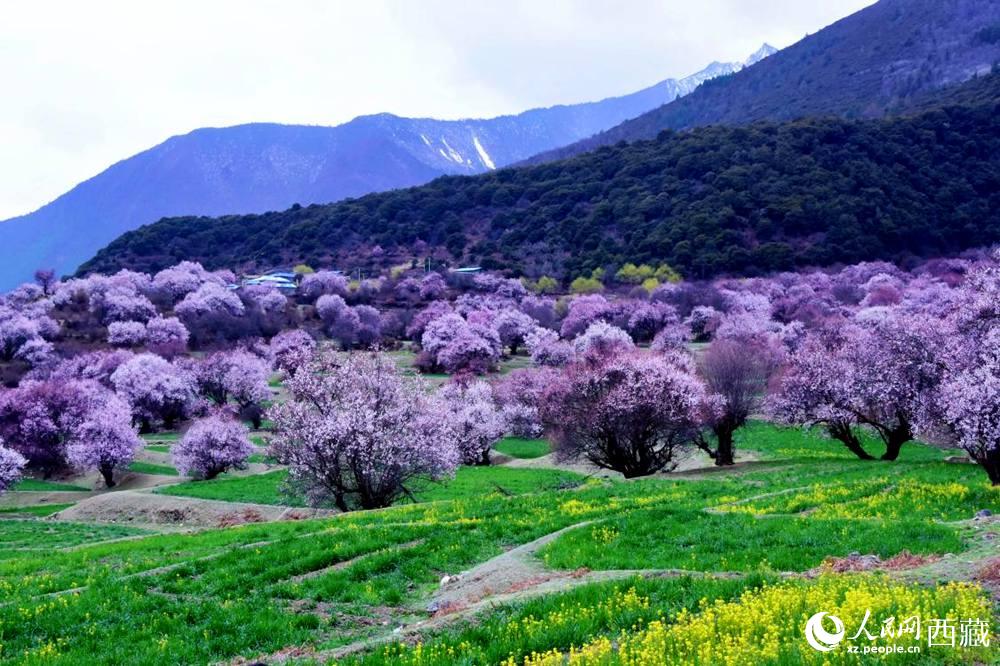 一樹樹野桃花開得正艷。人民網(wǎng) 李海霞攝