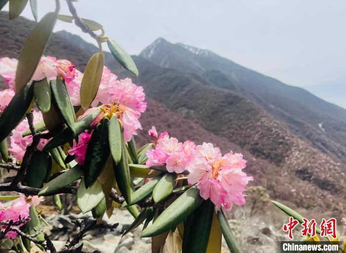 近日，西藏自治區(qū)山南市加查縣索囊溝的杜鵑花競(jìng)相綻放?！∪轿木?攝